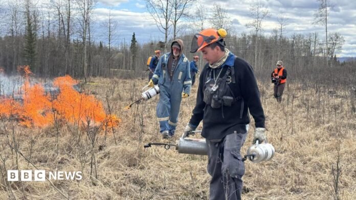 A man in an orange hard hat and black workwear carries gas cannister as a team behind him works on a controlled burn. There are four men behind him and they was through dry brush. There is a small fires to the side.