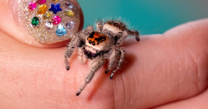 The Jumping Spiders of TikTok