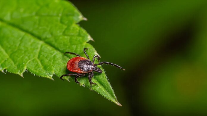 Tick-borne 'rabbit fever' spreads with cases reported near major metro area