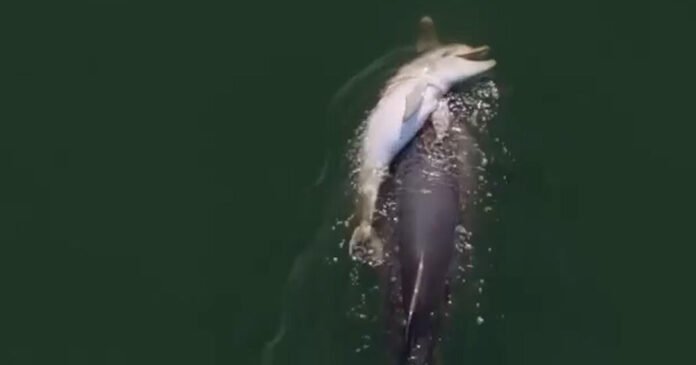 Video: Dolphin Carries Dead Calf in What Experts Call Mourning