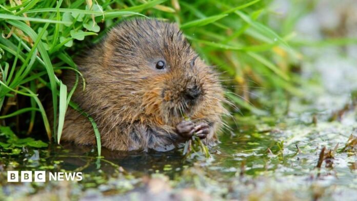 A brown water vole sits in water by the bank of a stream. It is surrounded by green vegetation.