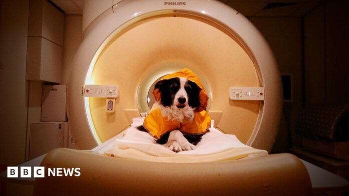 The image shows a border collie looking happy and relaxed as it sits on a fat bed that is inside the cylinder of a medical scanner. The dog has its paws crossed and is looking directly at the camera. 
