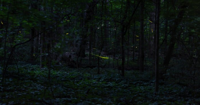 When the Fireflies Come Out to Play